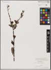 Foto von Salix aurita L.